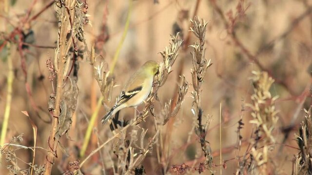 Eastern Goldfinch, Spinus tristis, eating seeds in fall golden foliage 