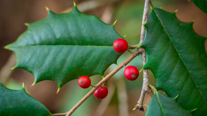 Holly mistletoe plant. Christmas symbol. Always green leaves flowers and red berries. Copy space. 