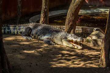 Crocodiles sitting in  an enclosure in Chennai