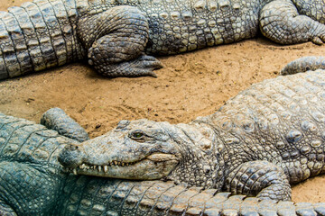 Crocodiles sitting in  an enclosure in Chennai