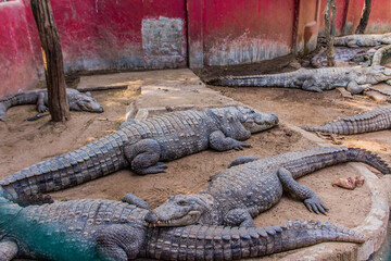 Crocodiles sitting in  an enclosure in Chennai