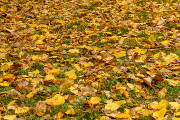 Colorful Autumn Leaves on The Ground