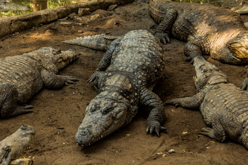 Crocodiles sitting in  an enclosure in Chennai