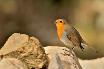 petirrojo europeo posado en una piedra del parque (Erithacus rubecula) Ojén Málaga España 