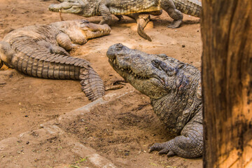 Fototapeta premium Crocodiles sitting in an enclosure in Chennai