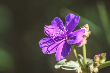 
purple flower