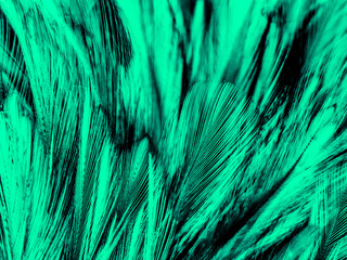 Beautiful abstract yellow and green feathers on dark background and black feather texture on dark pattern and green background, feather wallpaper, love theme, valentines day