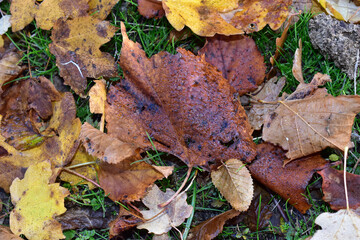 autumn leaves on the ground