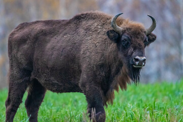 Naklejka na ściany i meble impressive wild bison in autumn scenery