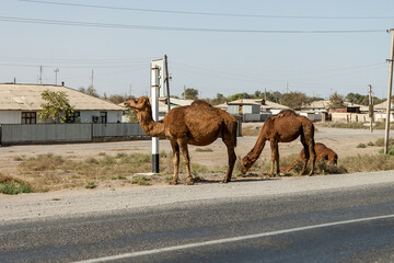 one-humped steppe camel