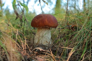 edible boletus mushrooms grow in the forest in autumn. pick mushrooms in the grass. breathe fresh air outdoors in the autumn forest. cook mushrooms for food. white mushroom dishes.