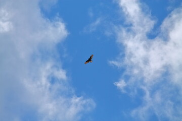 large beautiful bird of prey is flying high in the sky. An eagle hovers in the clouds. Blue sky, clouds and a large bird of prey