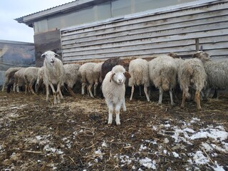 sheep and lambs