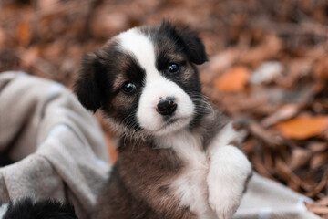 border collie puppy on grass