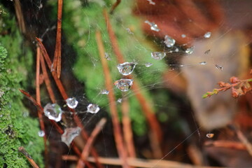 dew drops hang on the web. fog in the forest. up close view of water droplets glisten in the sun. spider twisted a web in the forest
