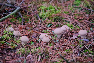 group of young mushroom raincoats in the forest. young autumn mushrooms are edible. a family of mushrooms grows in the forest