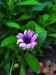 Fototapeta premium pink flower
