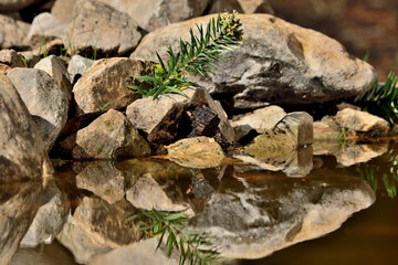 estanque con plantas y piedras reflejadas en el agua Oj&eacute;n M&aacute;laga Espa&ntilde;a 