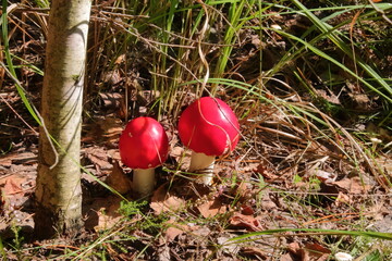 poisonous mushrooms with a red cap in the forest near the tree. two young fly agaric. it is deadly for humans to eat red mushrooms.