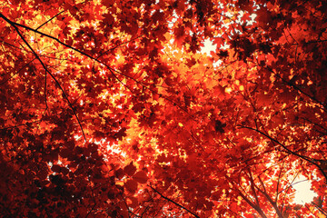 autumn trees with red leaves against the sky in the sun's rays, blurred image