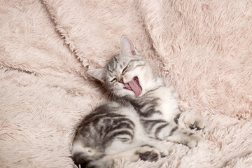 British cat yawns on a light background
