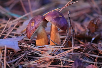 in the forest on the grass two mushrooms have grown side by side. young edible mushrooms with a dark brown cap on a beige leg. in the autumn in the forest you can pick mushrooms for food