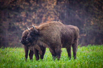 
impressive wild bison in autumn scenery