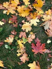 autumn leaves background