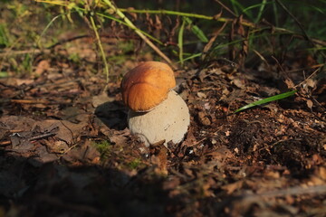 in the sun a young white mushroom in the forest in autumn. an edible and useful mushroom for humans. the sun illuminates the boletus in a clearing in the forest
