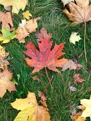 autumn leaves on the ground