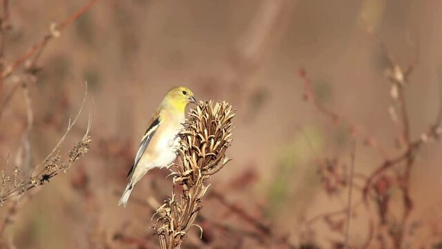 Eastern Goldfinch, Spinus tristis, eating seeds from golden seed pod in fall