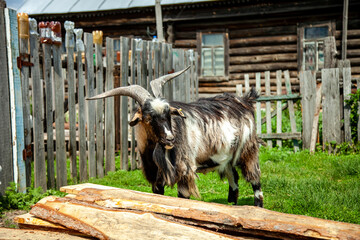 home colored long-horned goat