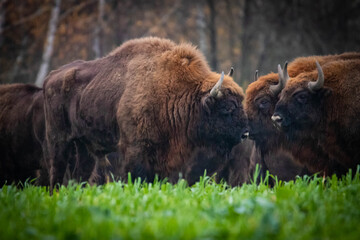 
impressive wild bison in autumn scenery