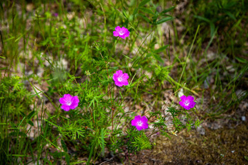 meadow geranium. purple flowers