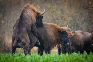 Foto op Canvas  impressive wild bison in autumn scenery © Magdalena