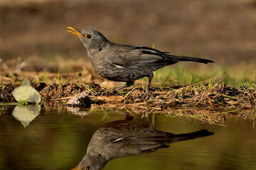 mirlo bebiendo en el estanque (Turdus merula) Ojén Málaga España 