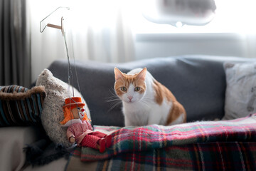 primer plano. gato blanco y marron con ojos amarillos  se sienta en un sofa junto a un juguete
