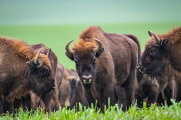Fototapeta premium impressive wild bison in autumn scenery