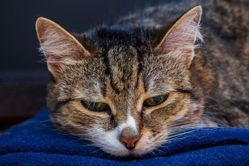 A cat portrait in the dark blue background.