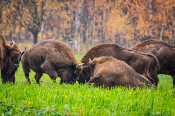 
impressive wild bison in autumn scenery