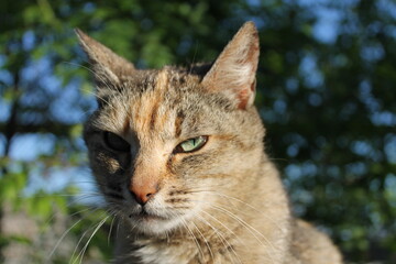 A casual passer-by on a warm sunny day.