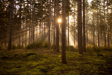 Sun peaking through a dense pine forest in autumn at sunrise with trees creating a mystique atmosphere and kind of Jacobs ladders of light rays