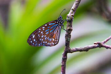 Schmetterling