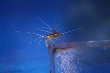 Lysmata amboinensis cleaner shrimp in marine aquarium. Marine life under water. Blur.