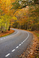 Fototapeta na wymiar Curvature of a sharp turn in country road through bright vibrant autumn coloured forest lit up by an afternoon sun. Fall season concept.