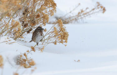 Winter Bird