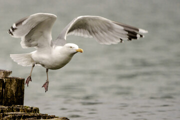 Möwe am Merr