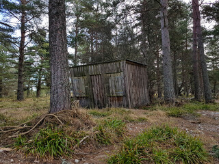 Wonky scary shack in the woods in Scotland