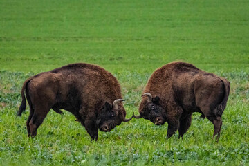 
impressive giant wild bison fighting with each other in the autumn scenery