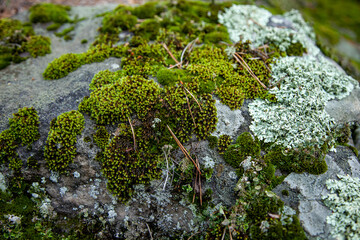 the moss on the stones